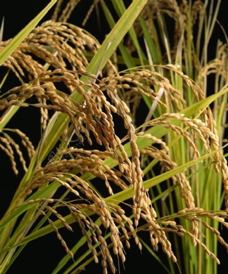 稻子稻穗高清图片