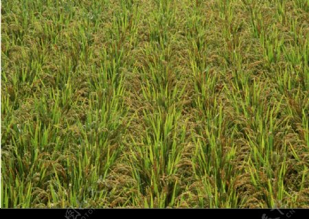 稻田稻穗图片