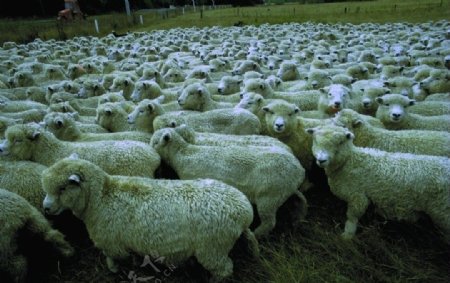 农场国外农场乡村风景草原草地绿色大气羊绵羊山羊图片