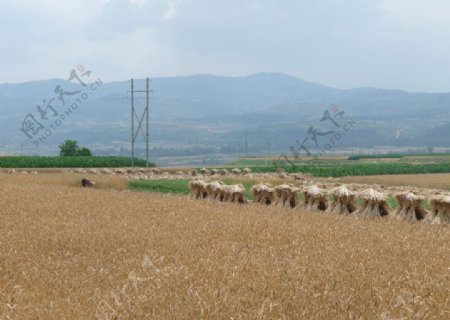 收获的小麦田景象图片