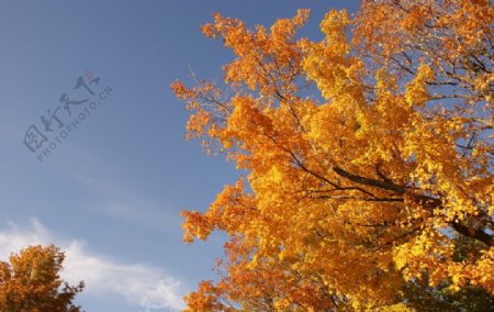 秋天森林风景图片