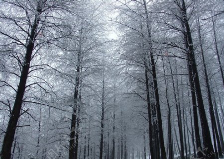 德清莫干山雪松林雪景图片