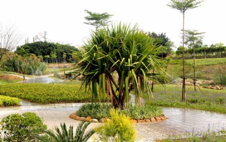 红刺林投热带珍稀树种图片