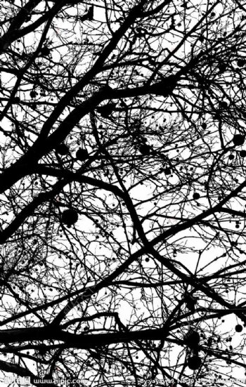 冬日树枝摄影图片