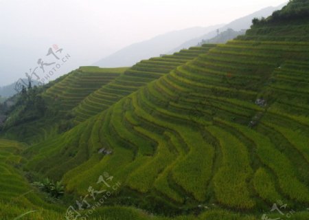 广西的梯田风景图图片