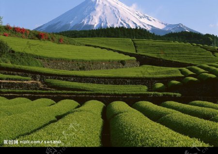 日本茶园图片