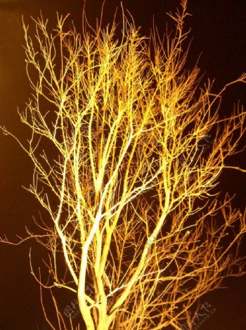 灯光火树图片