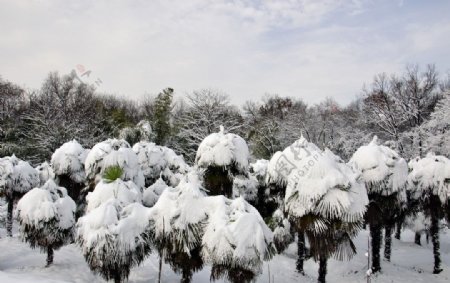 雪景图片