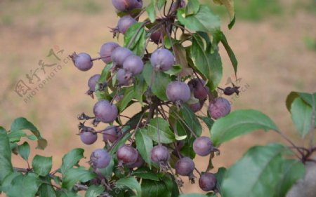 紫叶李的果图片