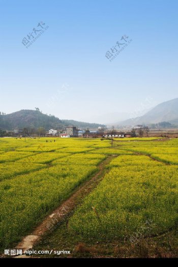 英德油菜花图片