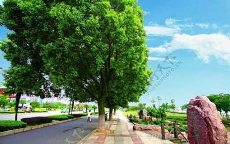 公园的树图片