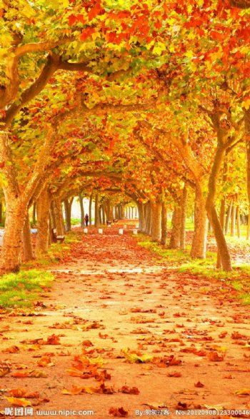 秋季枫树小路风景图片
