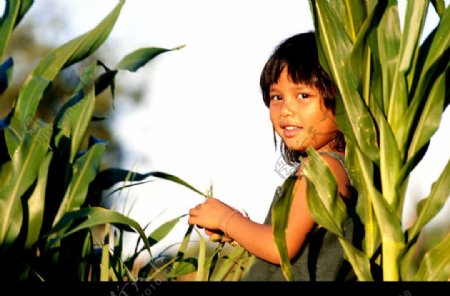 玉米地里的女孩图片