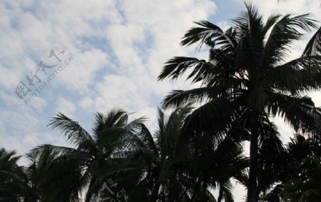 椰子林图片