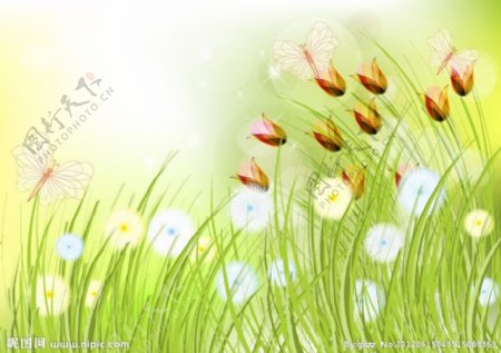 草地蒲公英鲜花蝴蝶春天背景图片