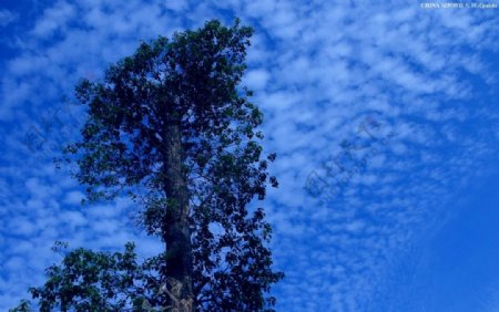 树冠映蓝天图片