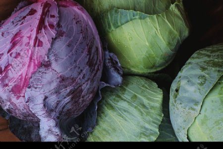 蔬菜水果类紫卷心菜图片