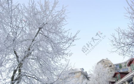 庐山大雪后的美图片