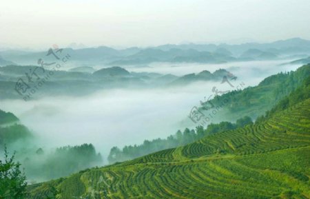 茶海云雾图片