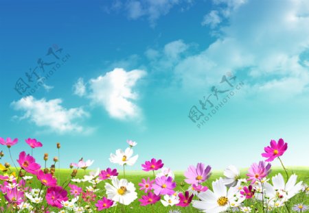 蓝天白云绿野鲜花图片