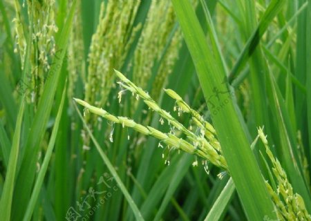 家乡的水稻图片
