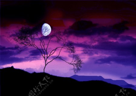 紫色月光图片