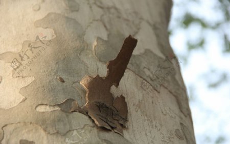 梧桐树树皮图片