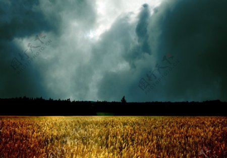 灰暗天空下的麦田图片
