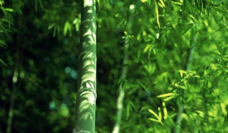 风景竹子图片