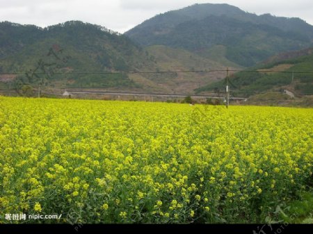 三渡油菜花图片