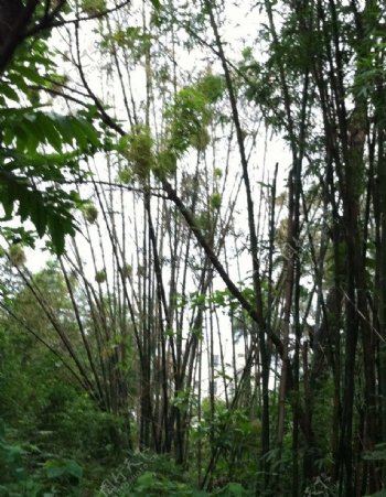 竹林鸟巢图片