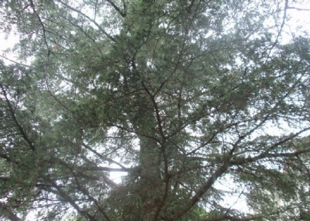 光影杉树图片