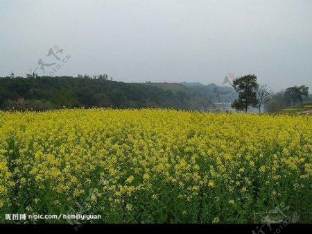 油菜花图片