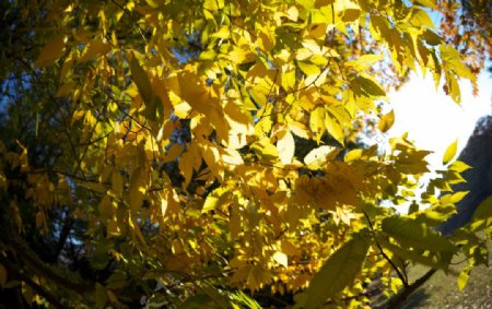 深秋的榉树叶图片