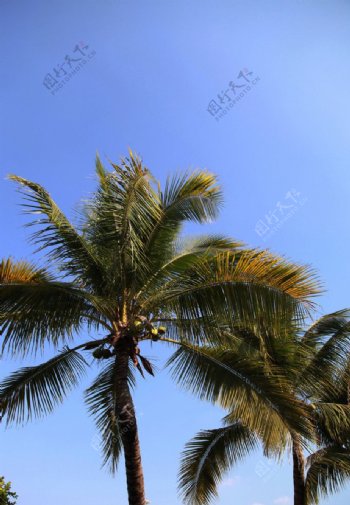 三亚椰树图片