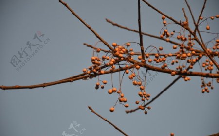苦楝树的种子果图片