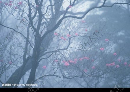中国画一样的美丽雾景图片