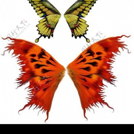 美丽蝴蝶翅膀PSD分层模板图片