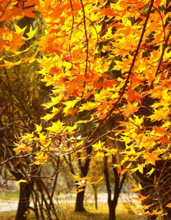 秋天的黄叶图片