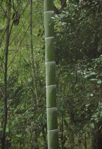 竹林竹节图片