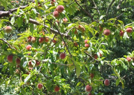 水蜜桃樹图片