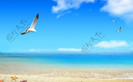 沙滩海鸥图片