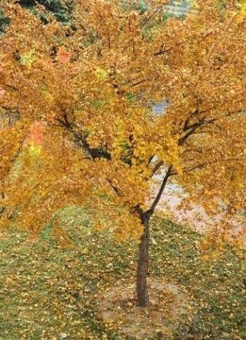 深秋的枫树图片