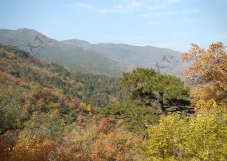 香山红叶全景图片