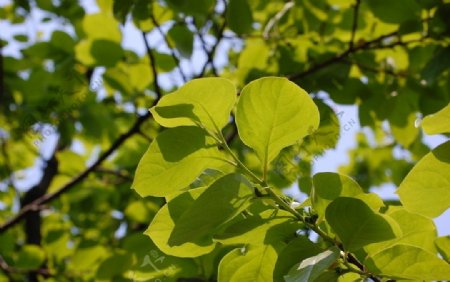 阳光下嫩绿的树叶图片