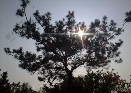 阳光下的树图片