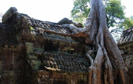 塔布隆寺缠绕的根图片