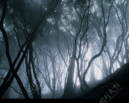 清晨雾气蒙蒙树林里图片