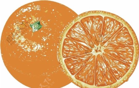 矢量橙子图片