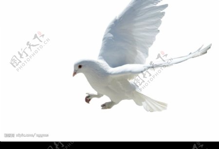 展翅飞翔的和平鸽图片